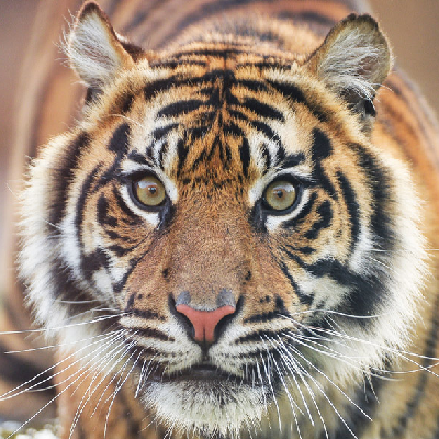 Save the Sumatran Tiger icon