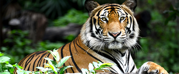 Save the Sumatran Tiger logo