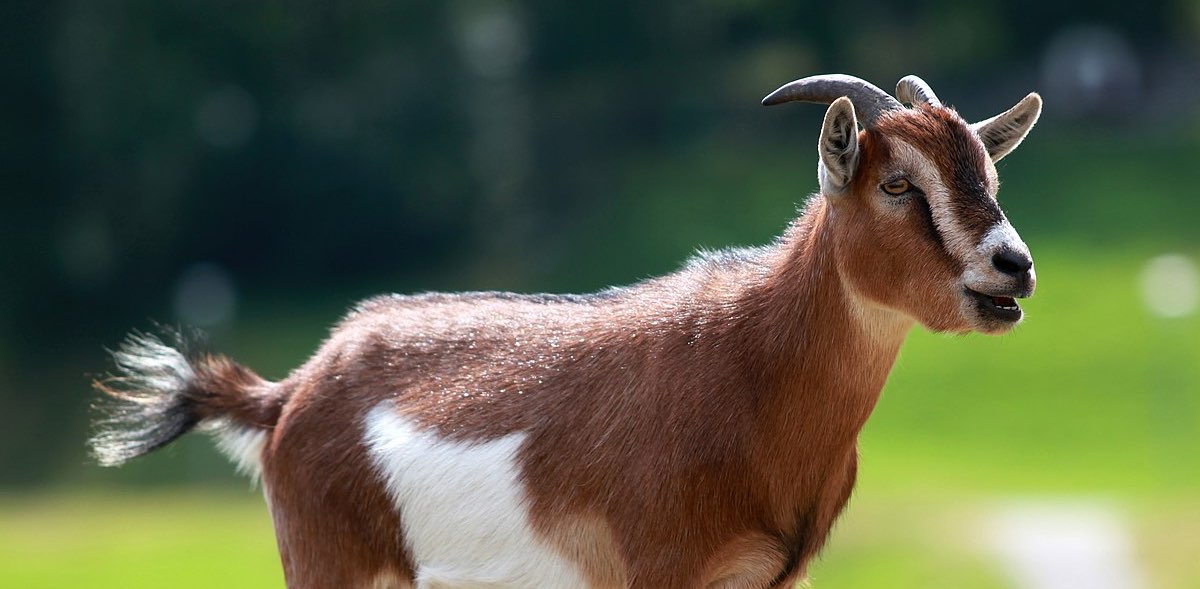 challenge background