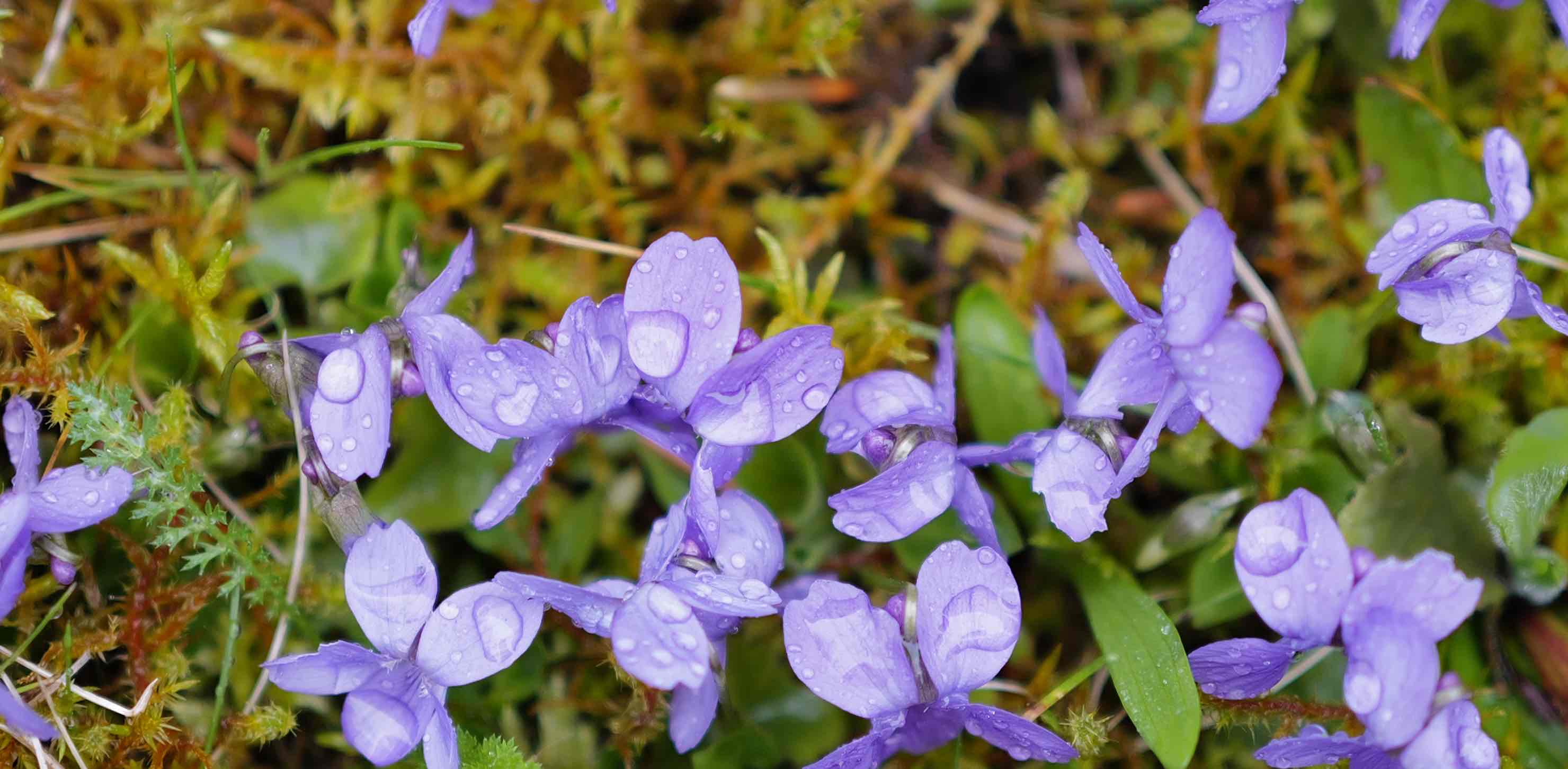 challenge background