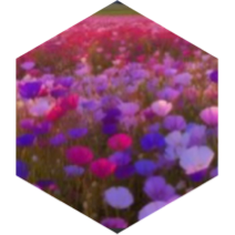 June Summer Heat icon