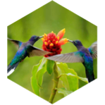 Fly into June icon