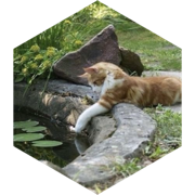 Forest Cats ๐พ icon