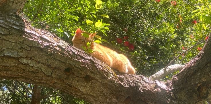 Forest Cats ๐พ logo