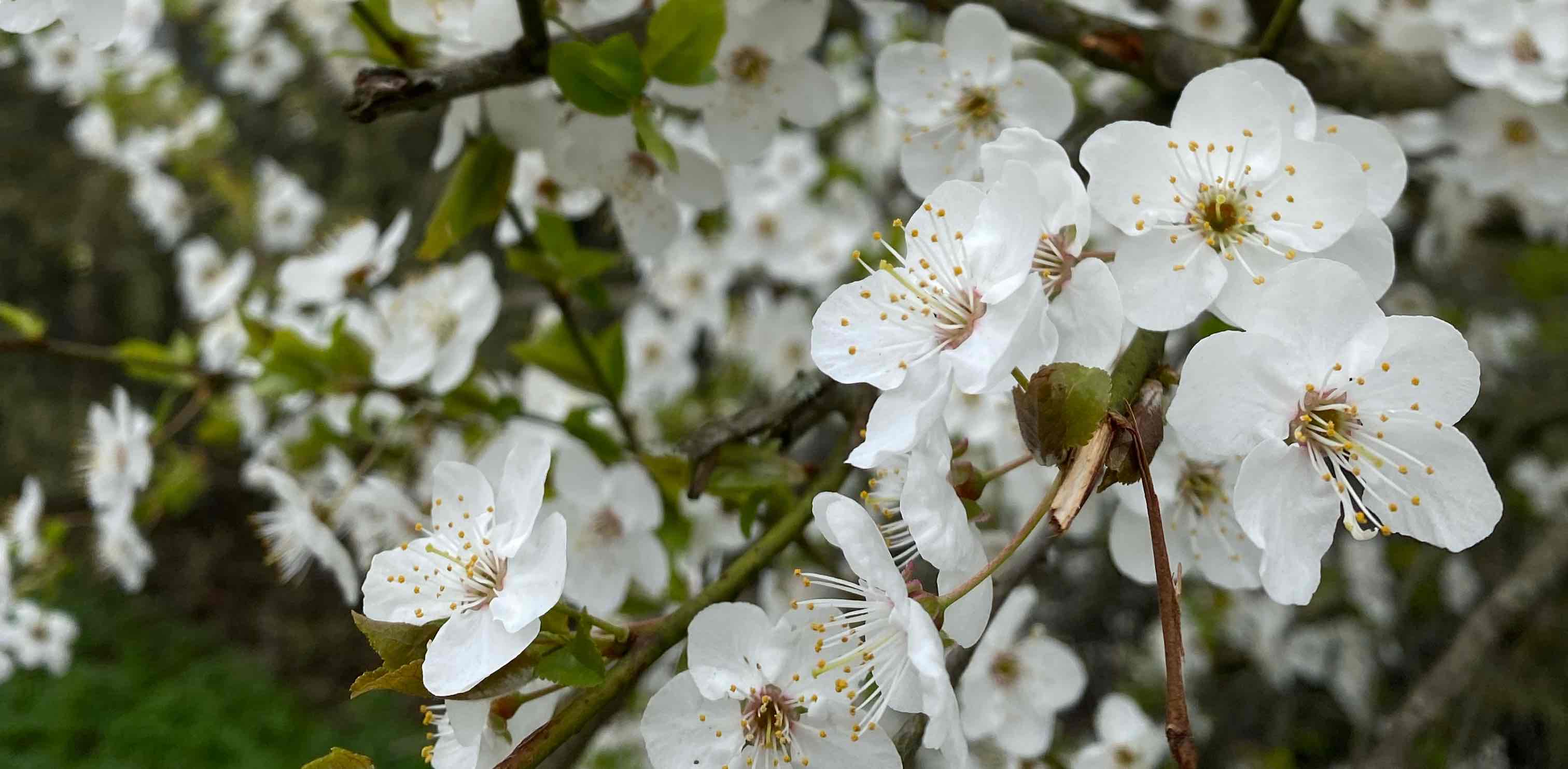 challenge background