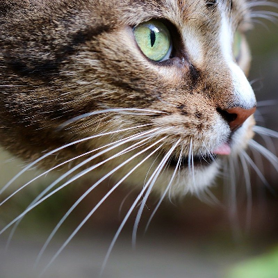 Cat πΈ Whiskers icon