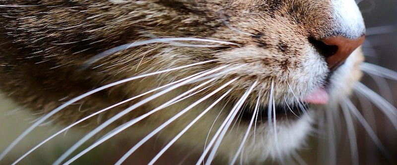 Cat πΈ Whiskers logo