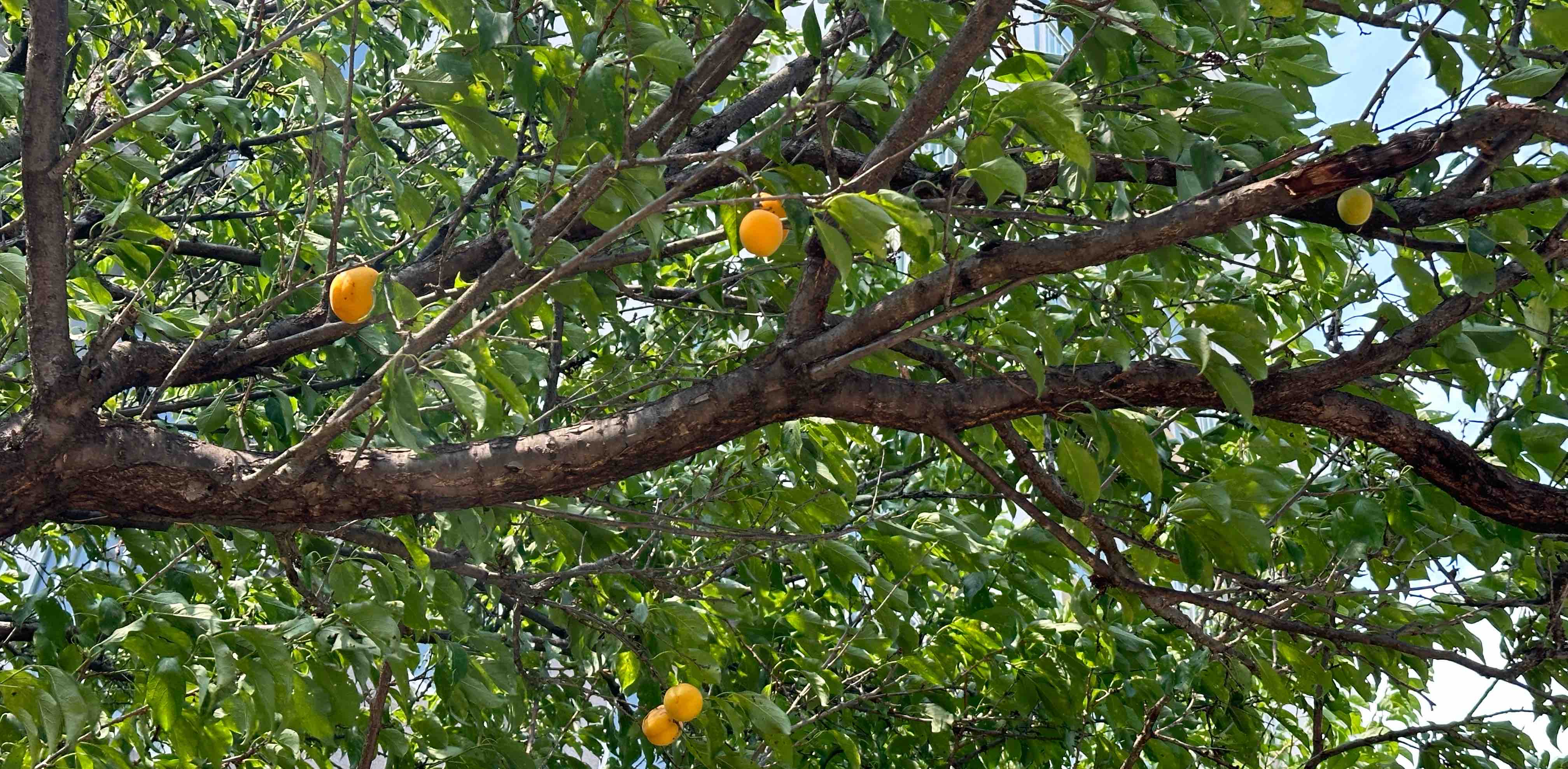 challenge background