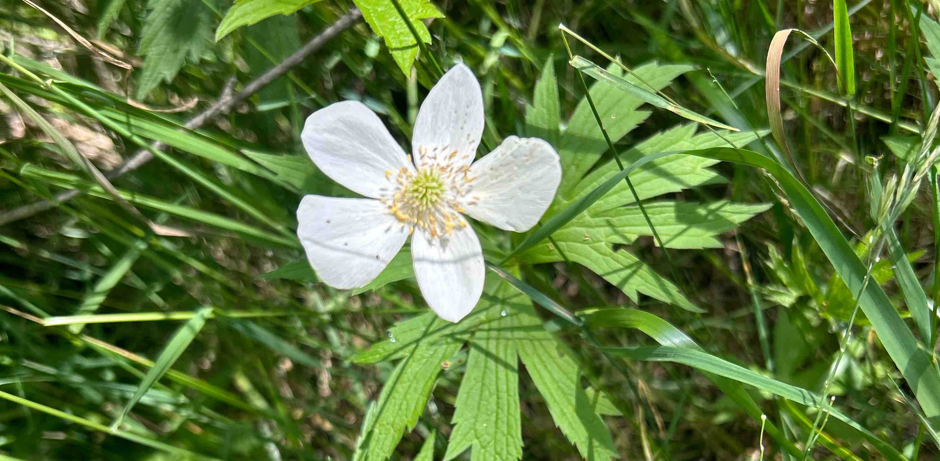 challenge background