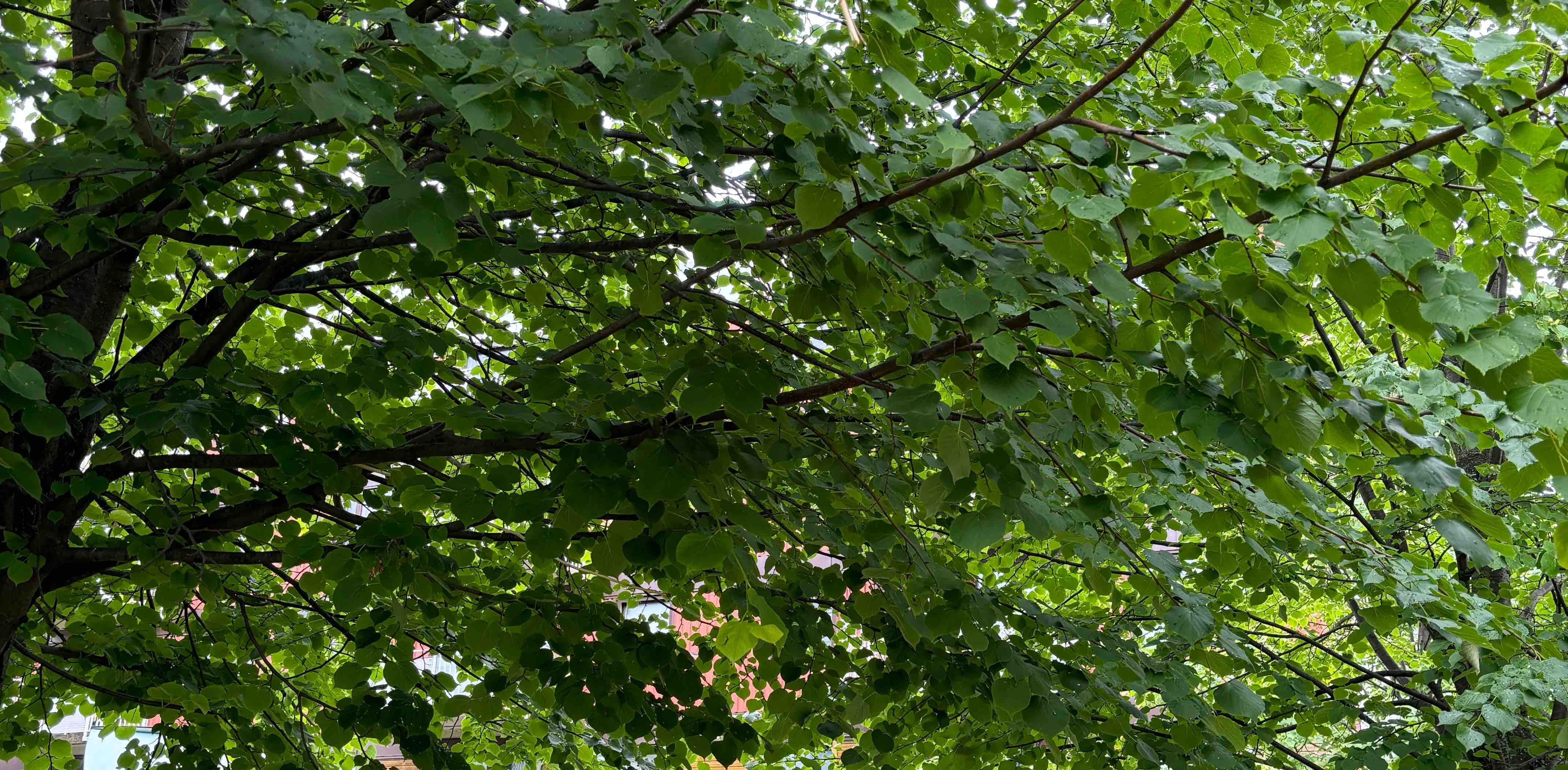 challenge background