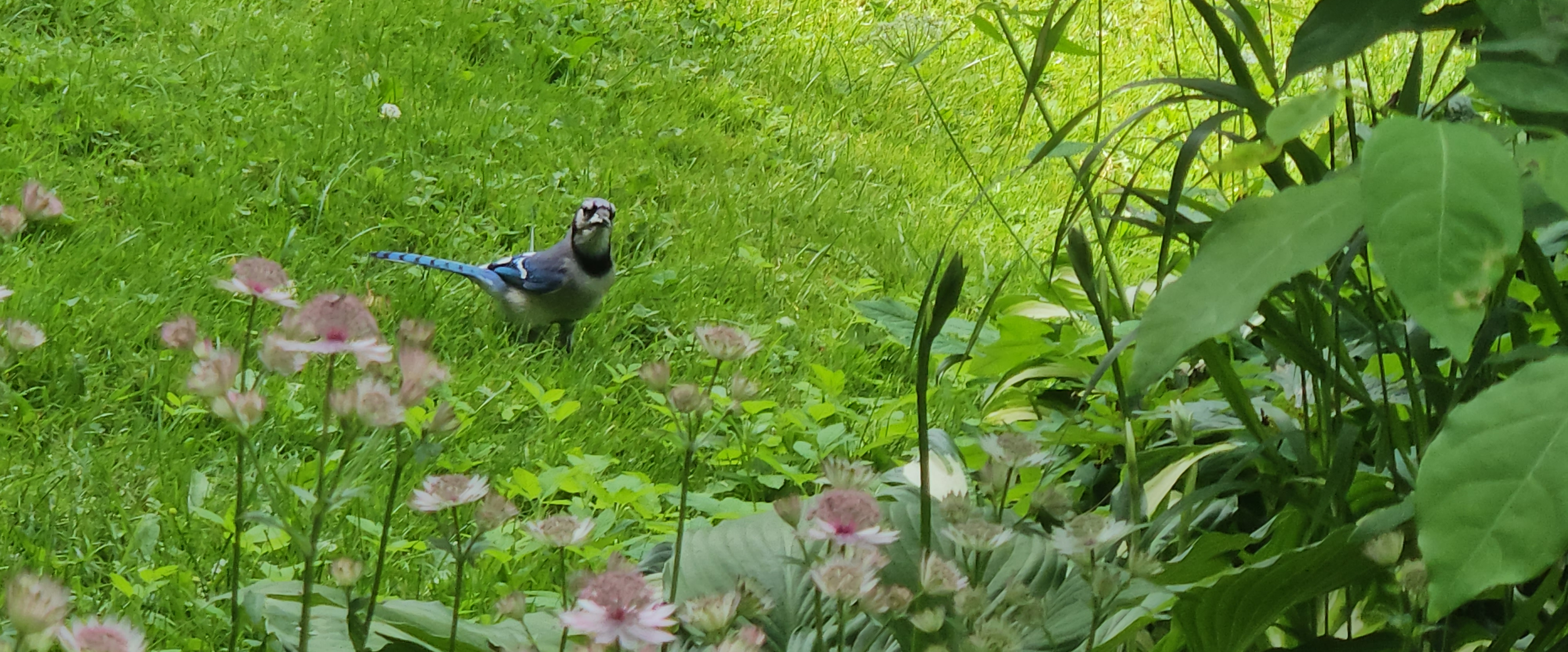 challenge background