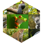 International Day of the Tropics icon
