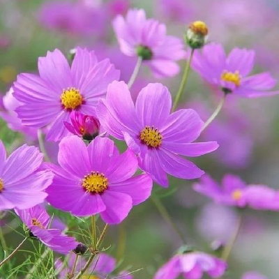Flowers 2 ππ»ββοΈ 5 Km Distance πΊππ½ββοΈπ£ icon