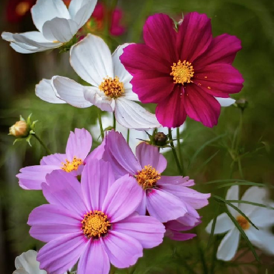 Flowers 1πΉππ»ββοΈ 5000 Steps ππ½ββοΈπ£π icon