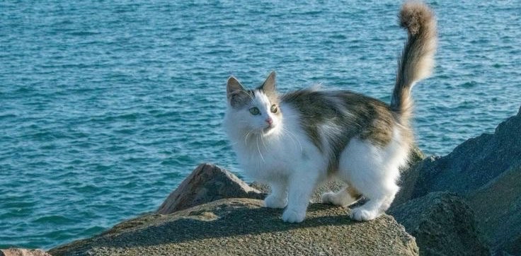 Catmazing Summer ๐๐งกโ๏ธโฑ๏ธ๐ถ๏ธ logo