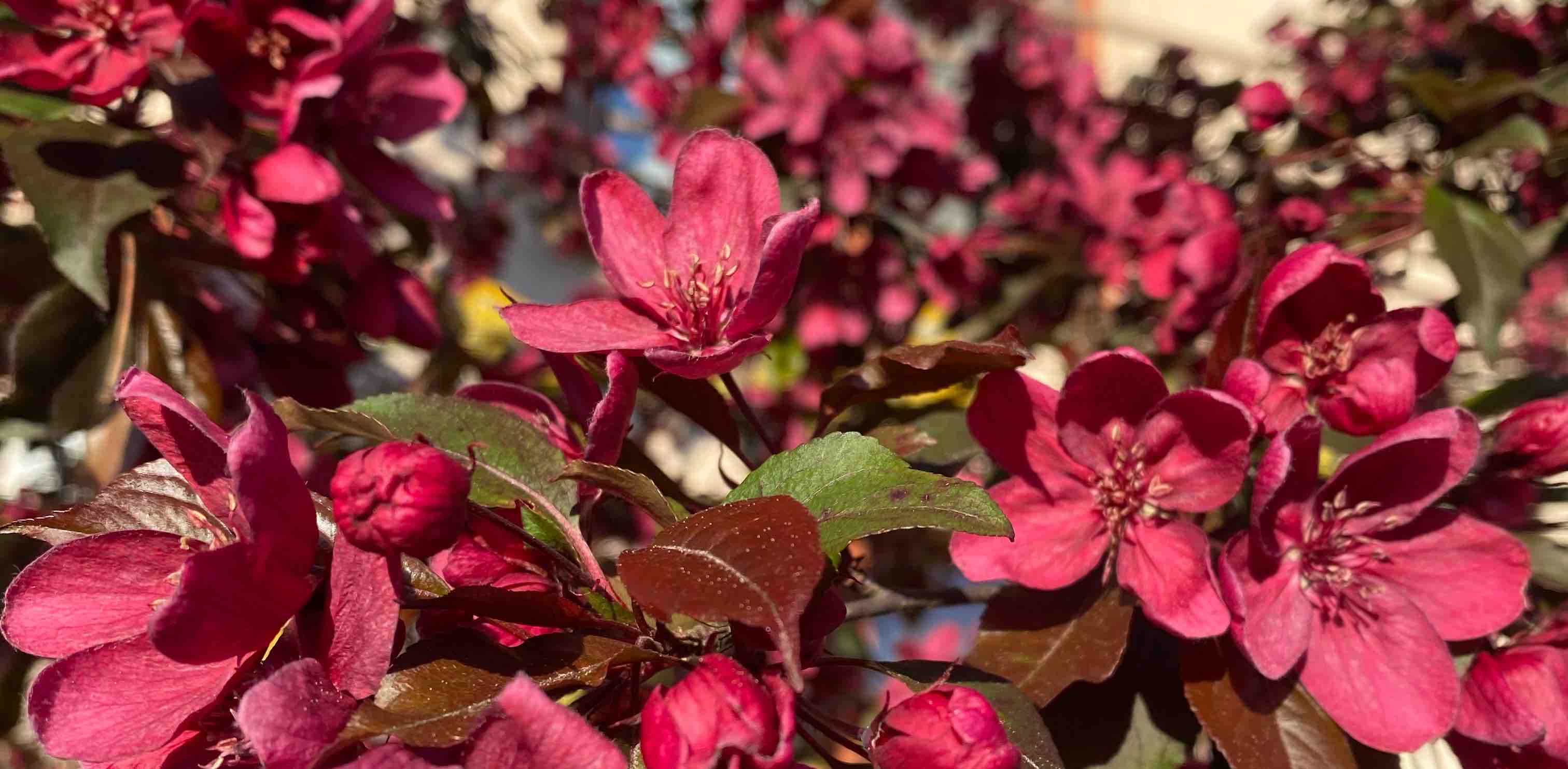 challenge background