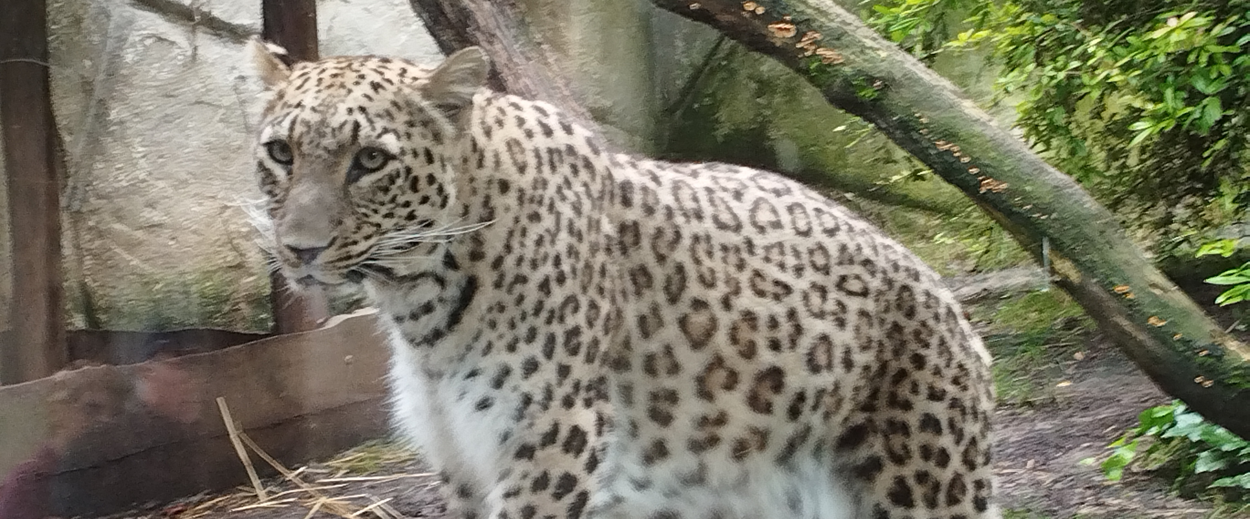 challenge background