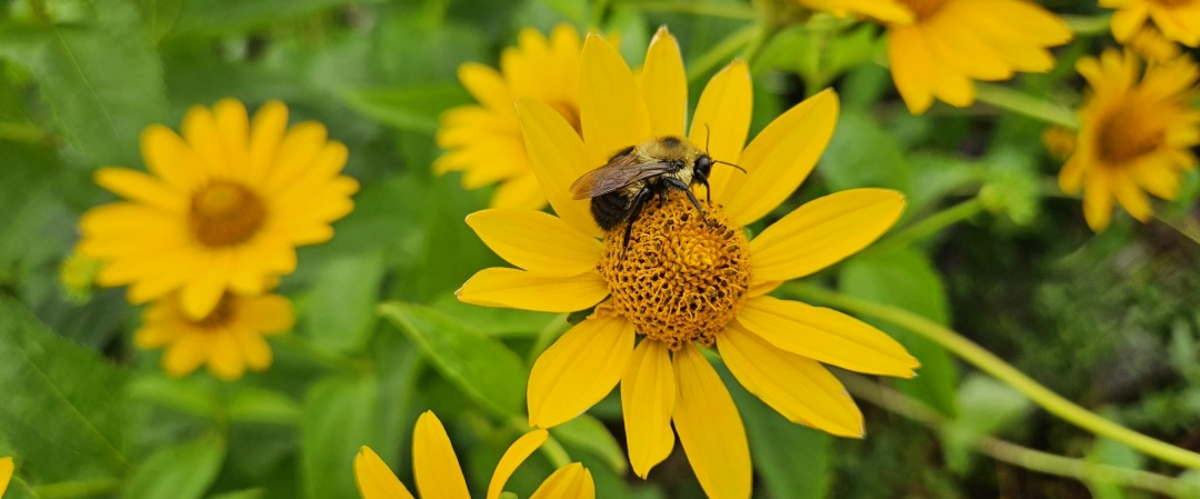 challenge background