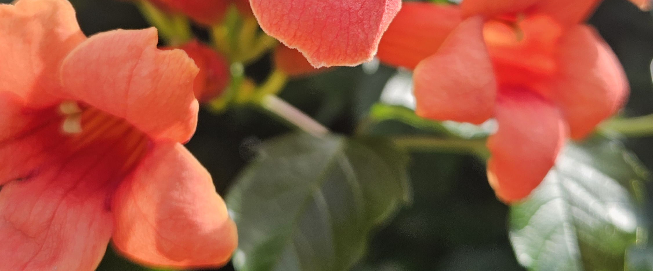 🍃SLOW WALK 🍃 logo