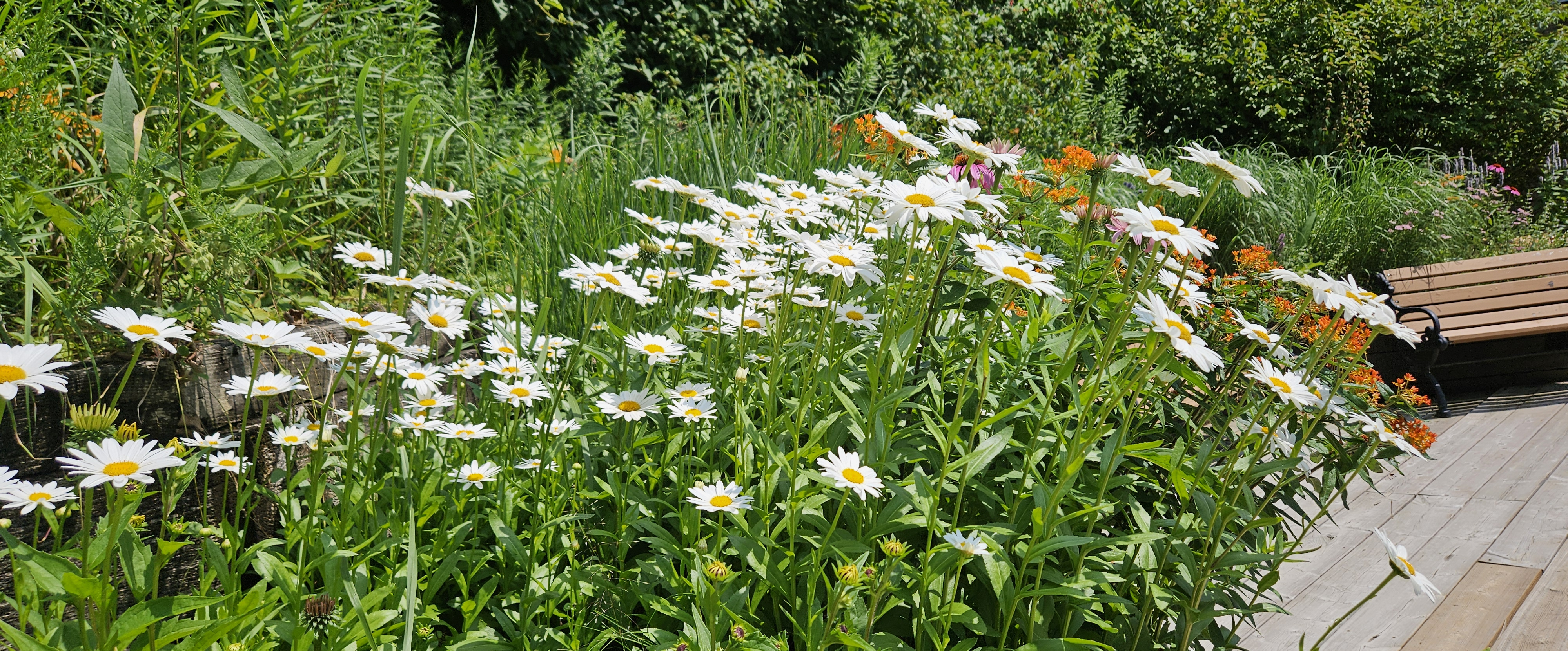 challenge background