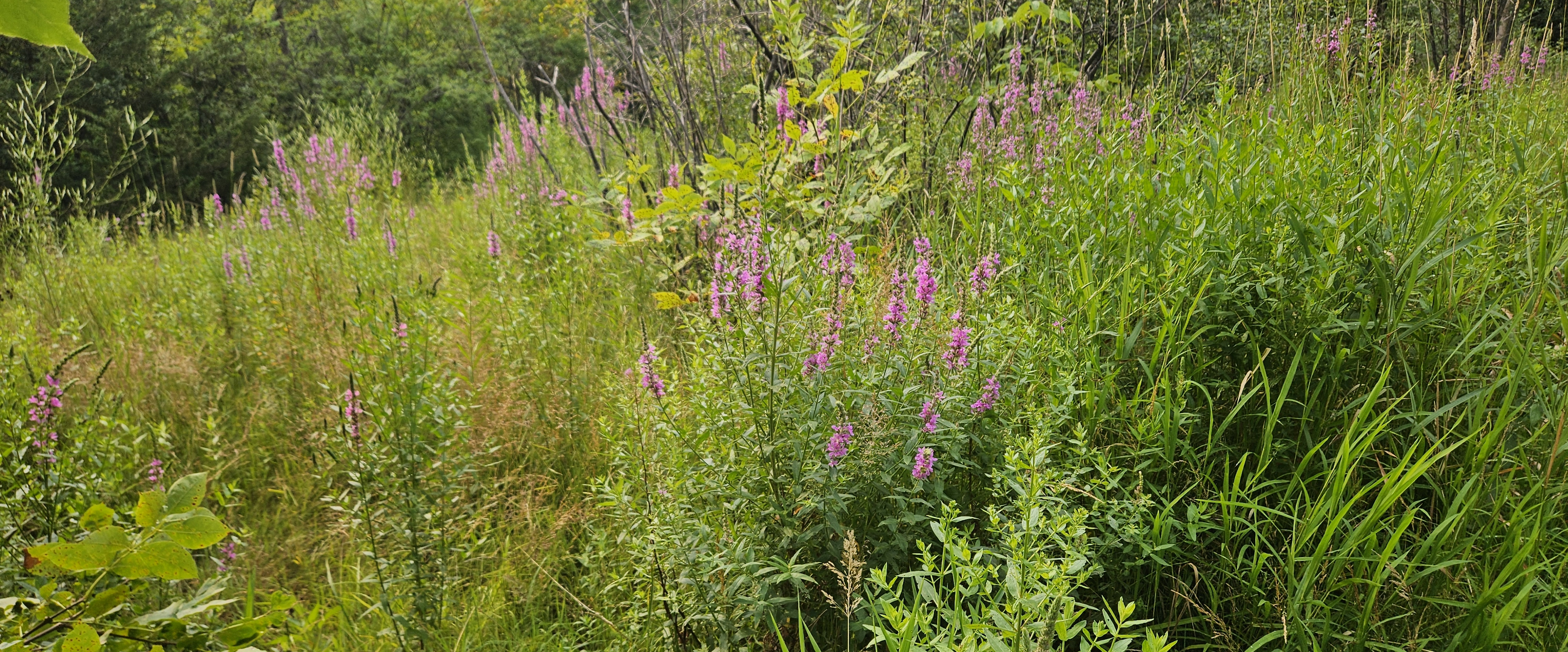 challenge background