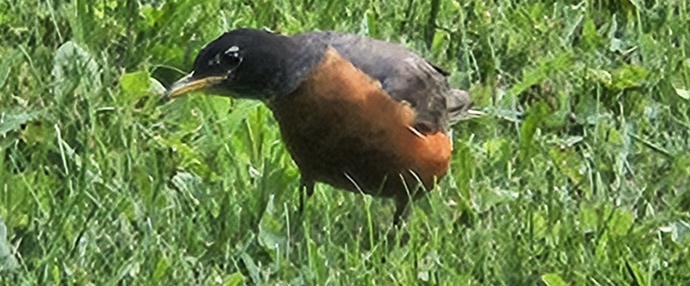 challenge background