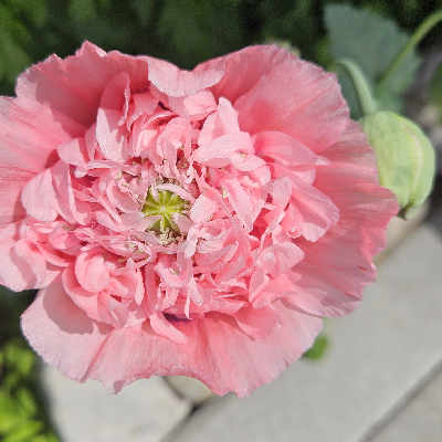 🍃SLOW WALK 🍃 icon