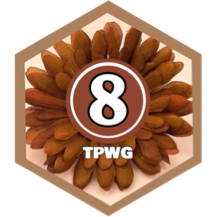 August 2024 10000 Steps - PRO SQUAD icon