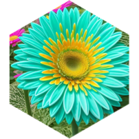 Walking Challenge πββοΈ 10 K Steps icon