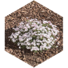 8k Steps icon