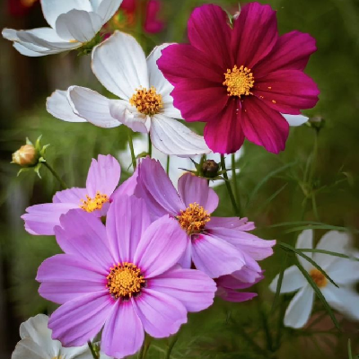 Flowers 1 🌺🙋🏻‍♀️ 10.000 Steps 🏃🏽‍♀️👣🌹 icon