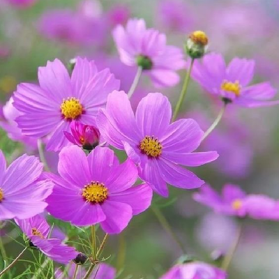 Flowers 2πΉππ»ββοΈ 10 Km Distance ππ½ββοΈπ£πΉ icon
