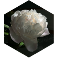 2024 Troutman Summer Steps challenge icon