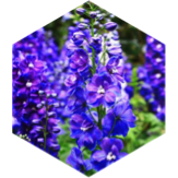 July GPS 3 Miles icon