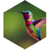 Fly in July icon
