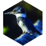 Fly into August icon