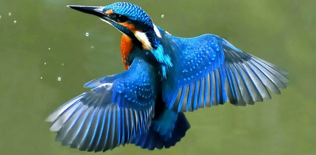 Fly into August logo