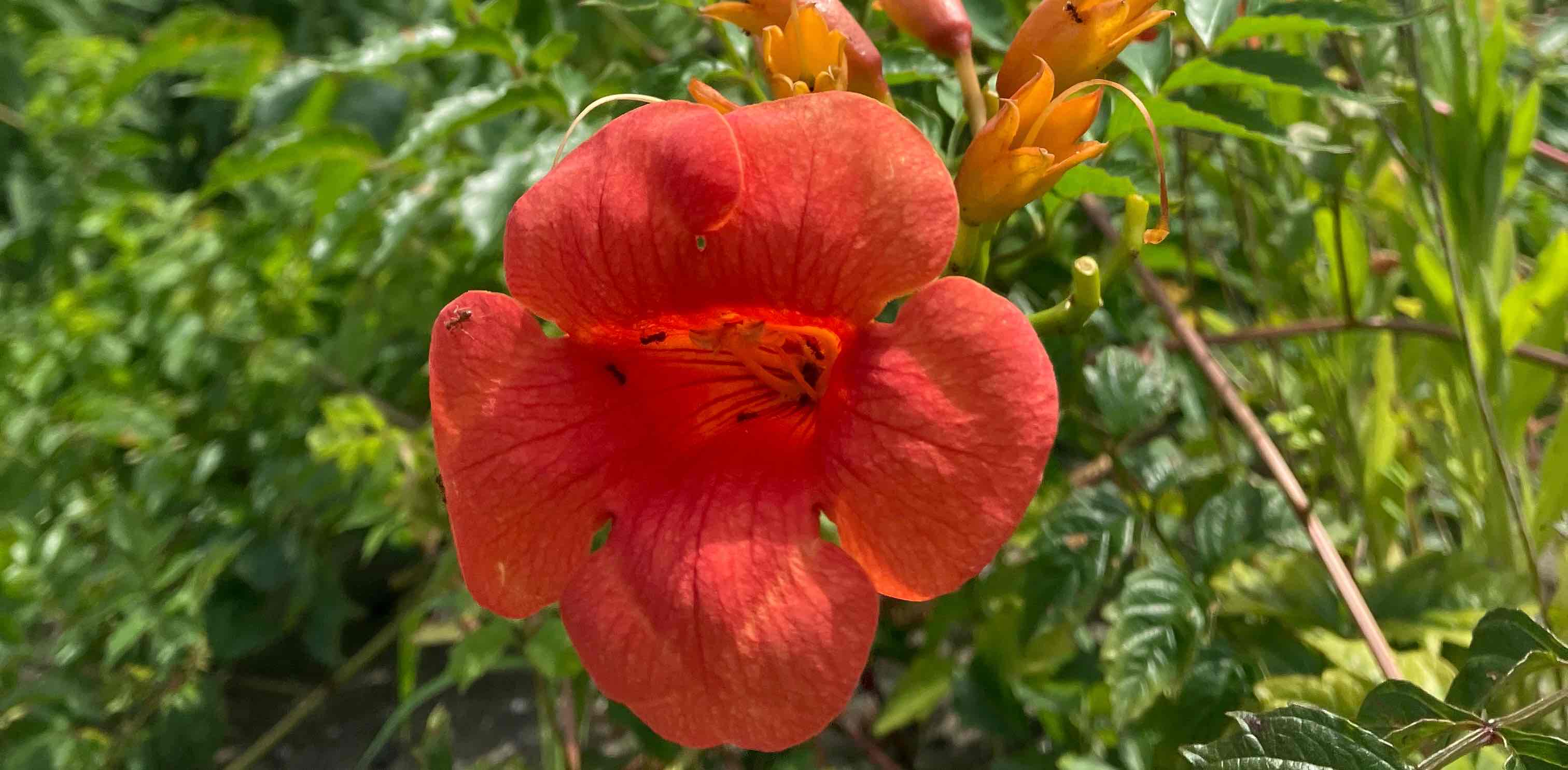 challenge background