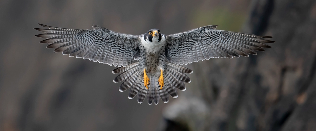 challenge background