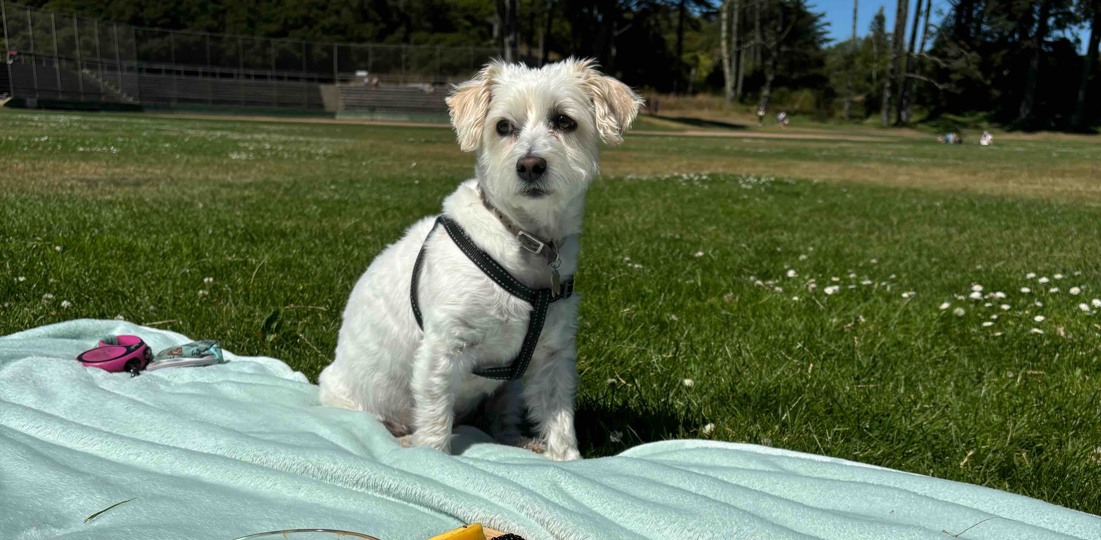 challenge background