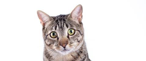 Tabby Cat Expose π π» πββ¬οΈ logo