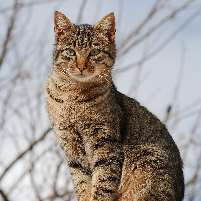 Tabby Cat Expose π π» πββ¬οΈ icon