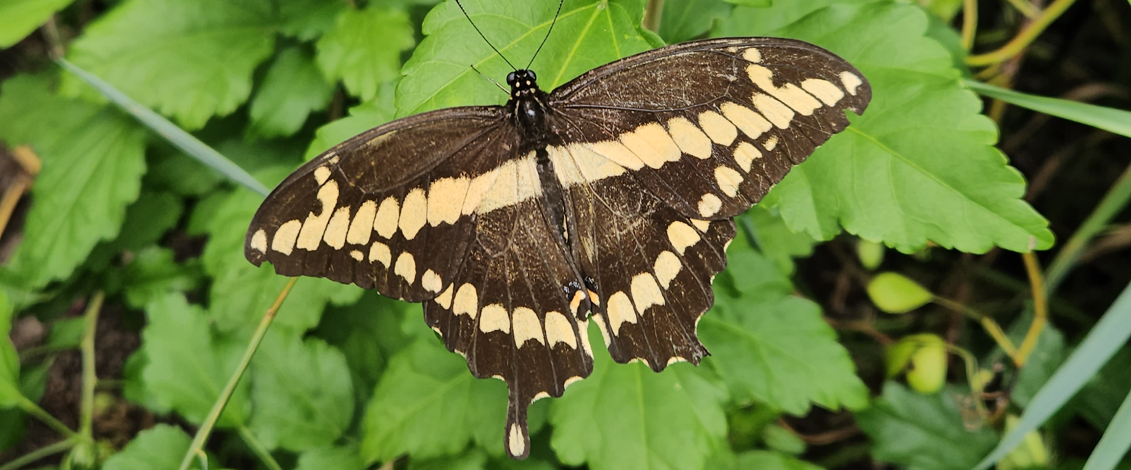 challenge background