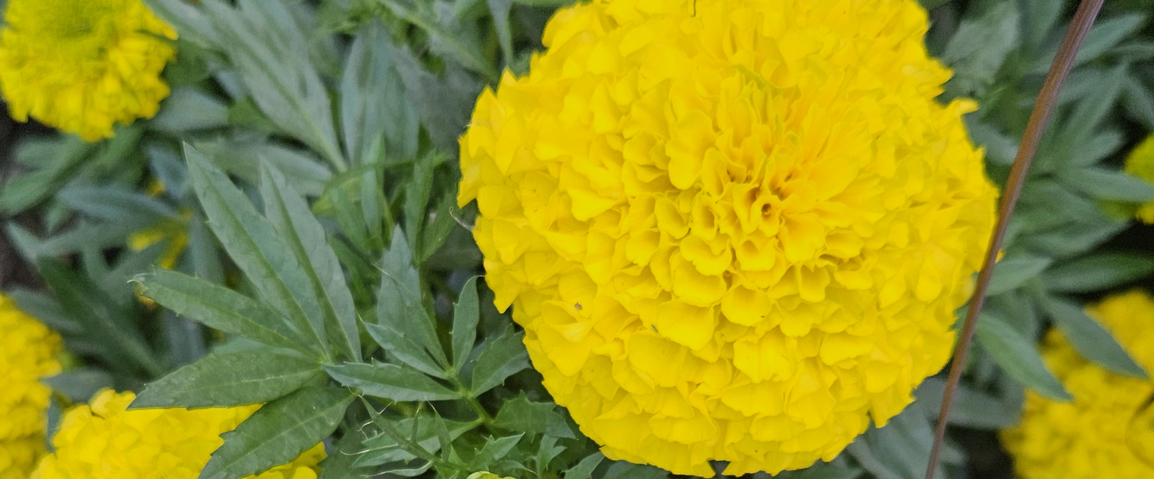 challenge background