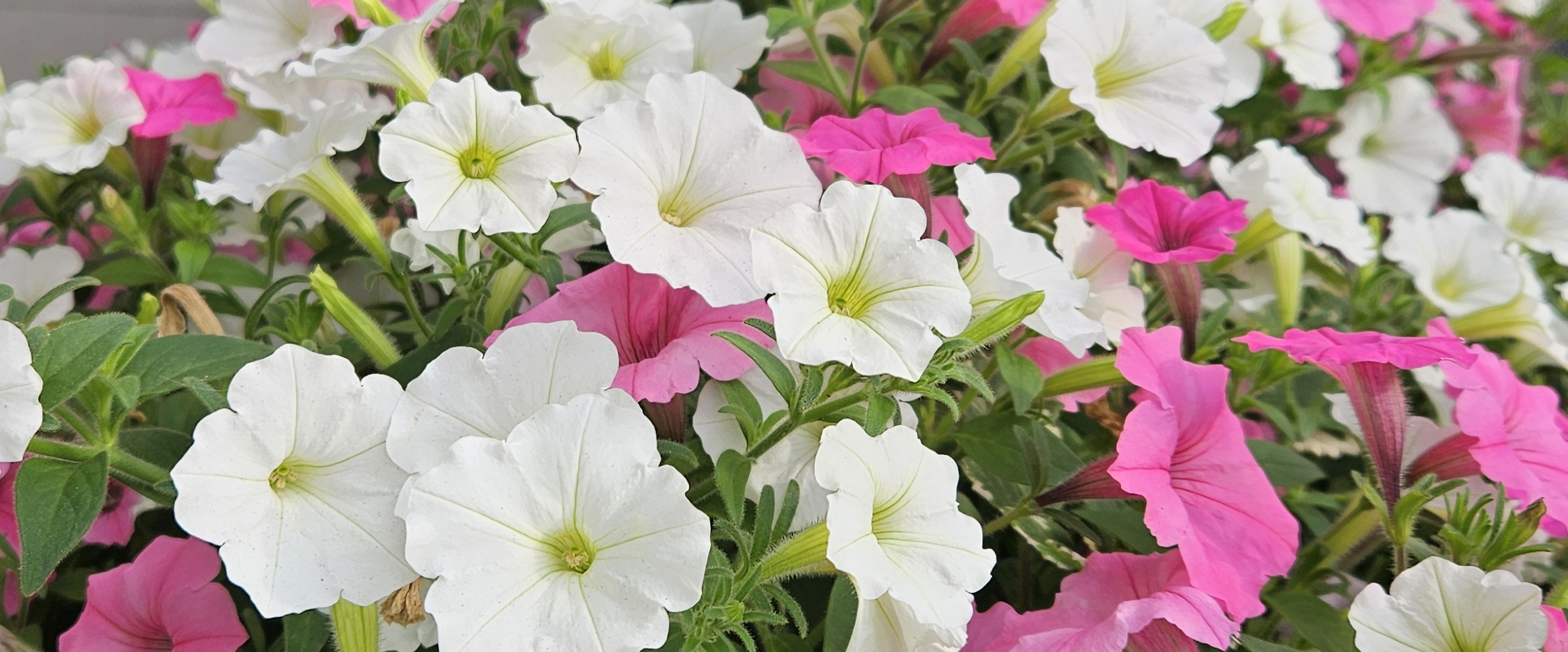 challenge background