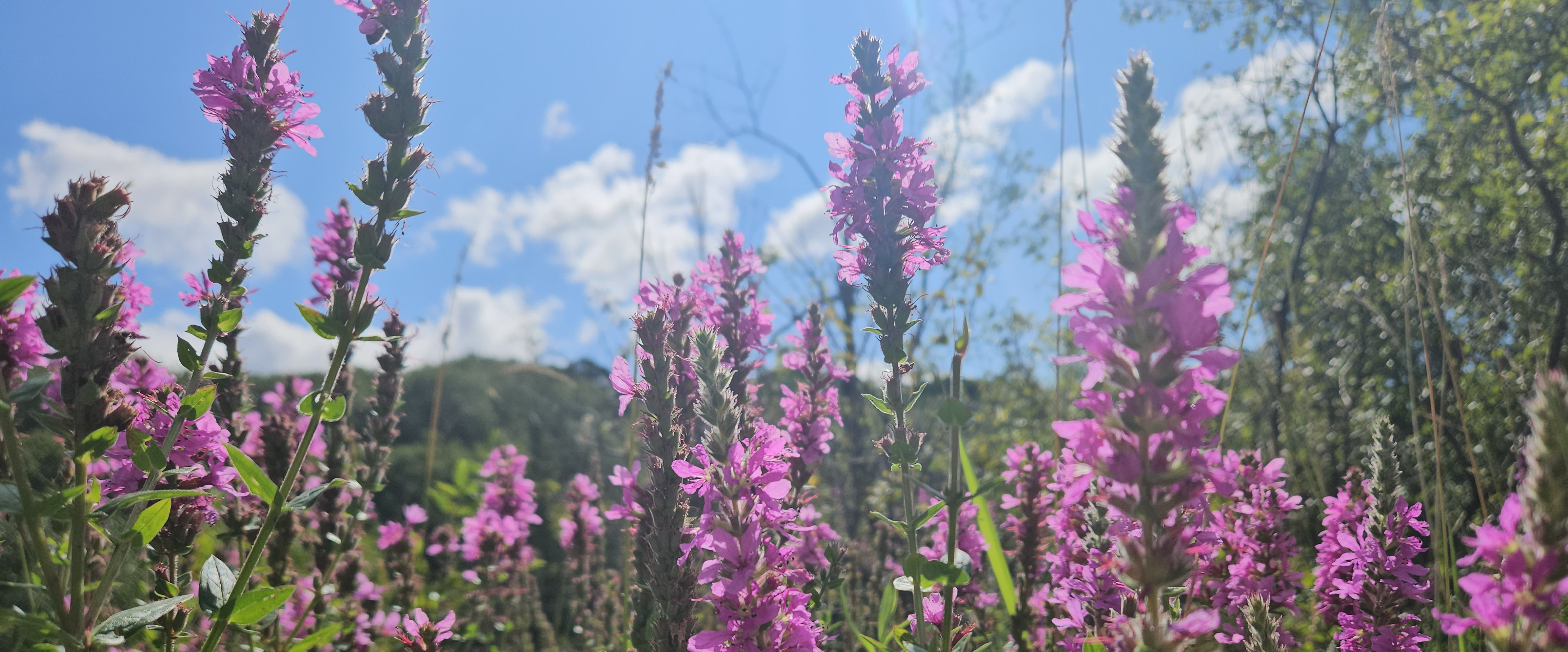 challenge background