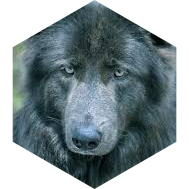 π¦ Cindy π¦ icon