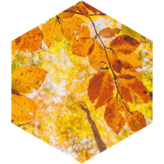 September Distance Competition (8 mile limit) icon