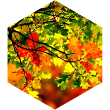 September Distance Competition (40 mile limit) icon
