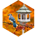 Fly into September icon